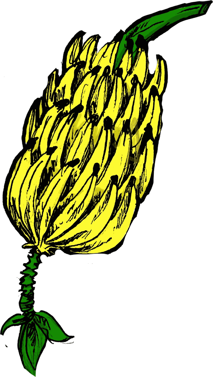 Ilustración de plátanos, símbolo del sabor caribeño